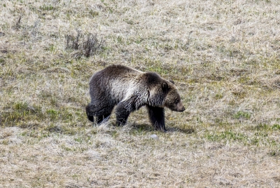 Grizzly Bear May 2025
